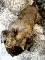Cairo, a male Dutch Shepherd for sale in Tampa, FL – 5 of 5