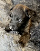 Cairo, a male Dutch Shepherd for sale in Tampa, FL – 2 of 5