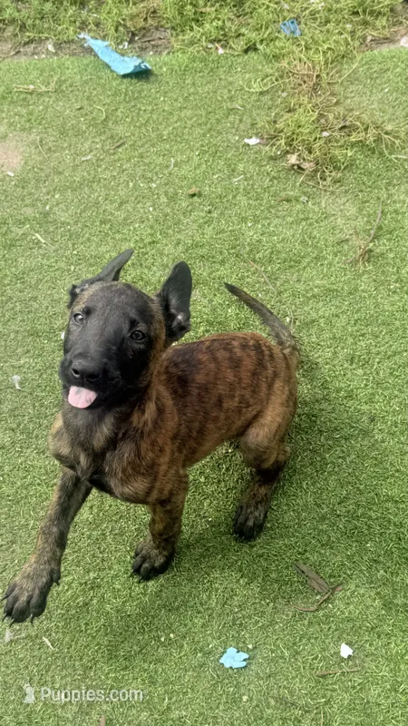 Cleo – Dutch Shepherd puppy for sale in Tampa, FL