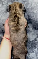 Liberty, a female Dutch Shepherd for sale in Tampa, FL – 3 of 3