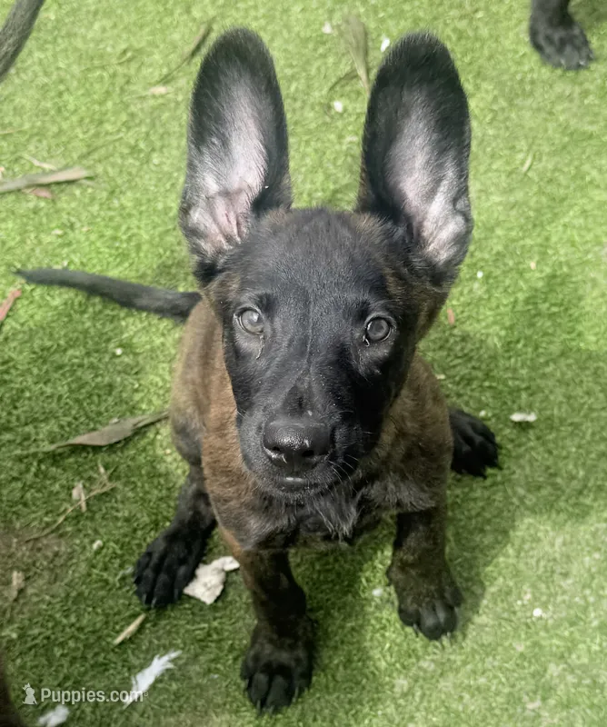Raven – Dutch Shepherd puppy for sale in Tampa, FL