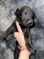 Ghost, a male Dutch Shepherd for sale in Tampa, FL – 1 of 3