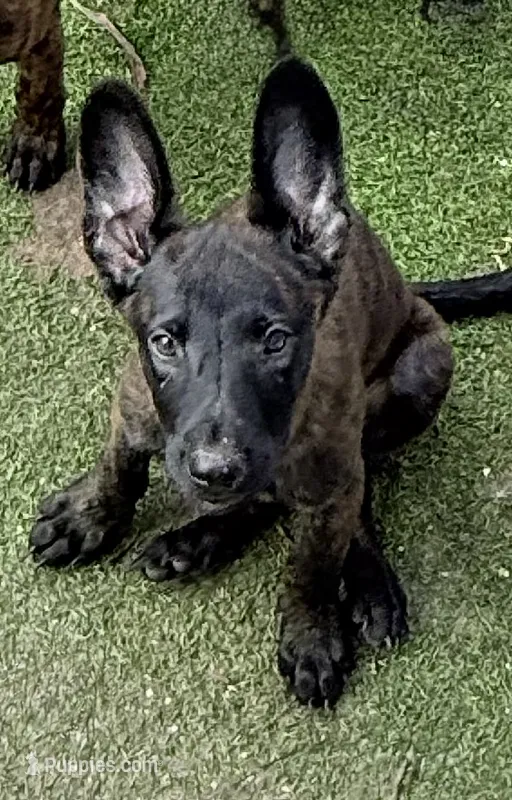 Phoenix – Dutch Shepherd puppy for sale in Tampa, FL