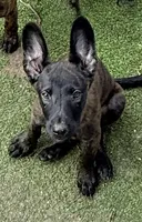Ranger, a male Dutch Shepherd for sale in Tampa, FL – 1 of 4