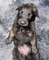 Ranger, a male Dutch Shepherd for sale in Tampa, FL – 2 of 5