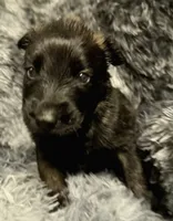 Ranger, a male Dutch Shepherd for sale in Tampa, FL – 3 of 5