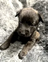Cairo, a male Dutch Shepherd for sale in Tampa, FL – 4 of 5