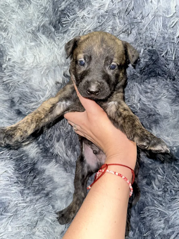 Titan, a male Dutch Shepherd for sale in Tampa, FL – 1 of 3
