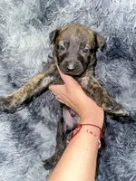 Titan, a male Dutch Shepherd for sale in Tampa, FL – 1 of 3