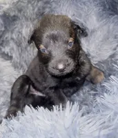 Judge, a male Dutch Shepherd for sale in Tampa, FL – 2 of 4