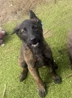 Phoenix, a female Dutch Shepherd for sale in Tampa, FL – 1 of 6