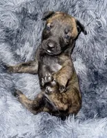 Cleo, a female Dutch Shepherd for sale in Tampa, FL – 3 of 3