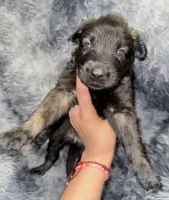 Ranger, a male Dutch Shepherd for sale in Tampa, FL – 4 of 5