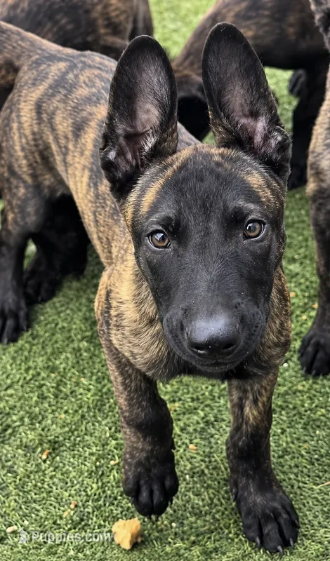 Kira – Dutch Shepherd puppy for sale in Tampa, FL