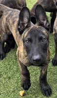 Kira, a female Dutch Shepherd for sale in Tampa, FL – 1 of 3