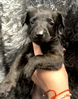 Phoenix, a female Dutch Shepherd for sale in Tampa, FL – 3 of 3