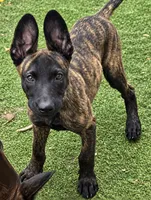Kira, a female Dutch Shepherd for sale in Tampa, FL – 3 of 3