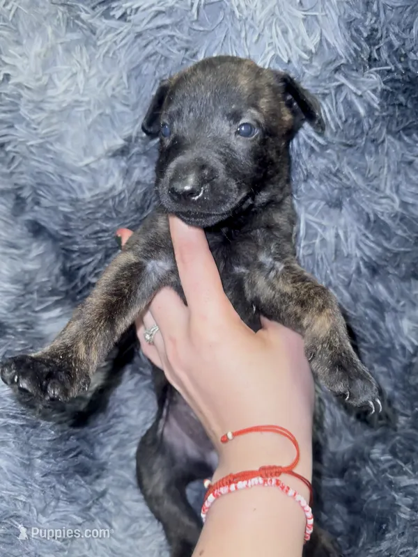 Raven, a female Dutch Shepherd for sale in Tampa, FL – 1 of 3
