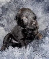 Judge, a male Dutch Shepherd for sale in Tampa, FL – 3 of 4