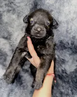 Judge, a male Dutch Shepherd for sale in Tampa, FL – 1 of 4