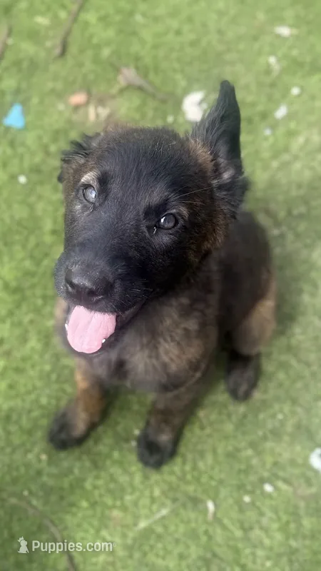 Phoenix – Dutch Shepherd puppy for sale in Tampa, FL