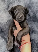 Phoenix, a female Dutch Shepherd for sale in Tampa, FL – 1 of 3