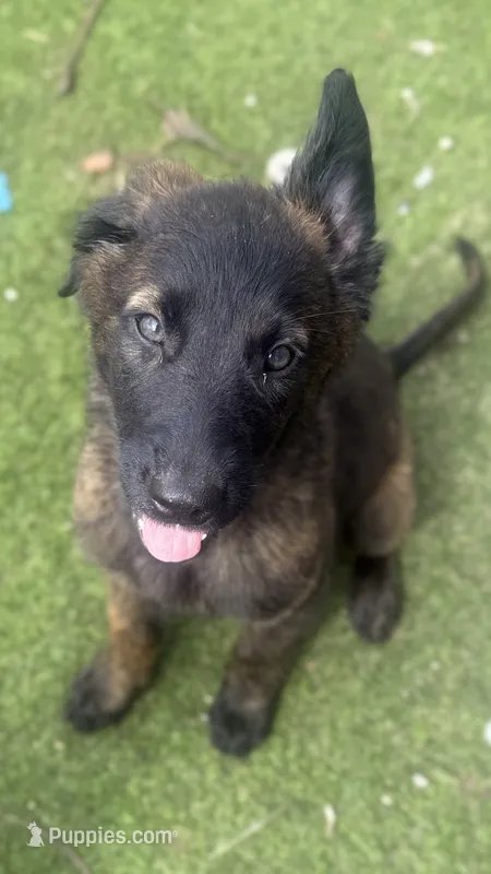Cairo – Dutch Shepherd puppy for sale in Tampa, FL