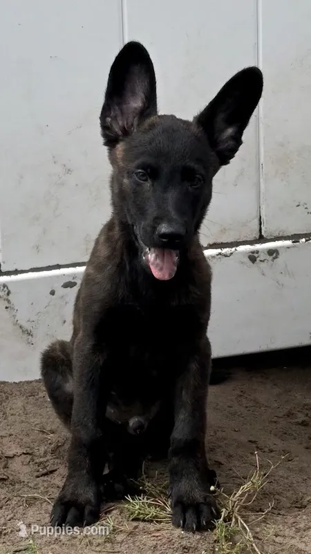 Ghost – Dutch Shepherd puppy for sale in Tampa, FL