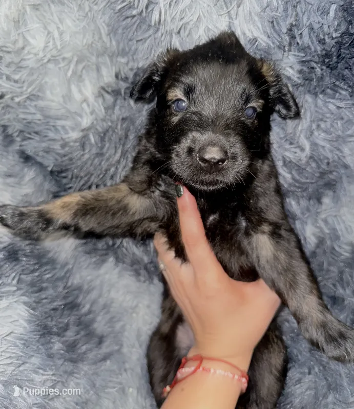 Ranger, a male Dutch Shepherd for sale in Tampa, FL – 1 of 5