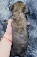 Raven, a female Dutch Shepherd for sale in Tampa, FL – 2 of 3