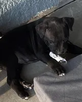 Pepper, a female American Staffordshire Terrier for sale in Tampa, FL – Photo 1 of 2