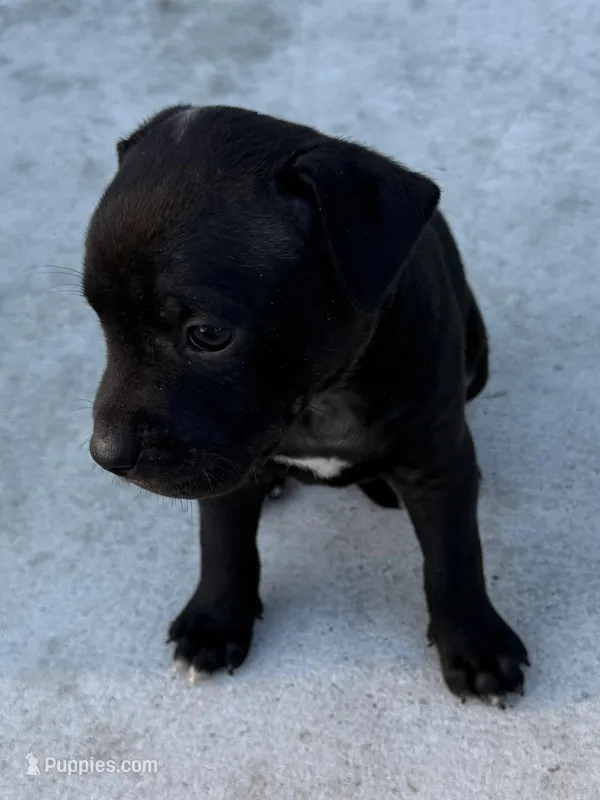 Pepper – American Staffordshire Terrier, Labrador Retriever puppy for sale in Tampa, FL