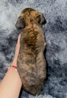 Cleo, a female Dutch Shepherd for sale in Tampa, FL – 2 of 3