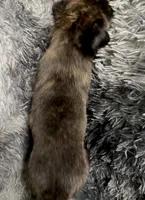 Cairo, a male Dutch Shepherd for sale in Tampa, FL – 3 of 5