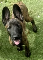 Cleo, a female Dutch Shepherd for sale in Tampa, FL – 2 of 2
