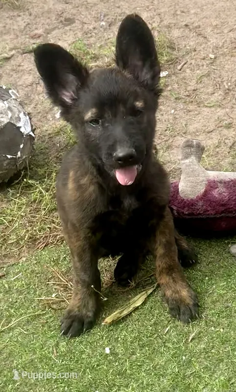 Judge – Dutch Shepherd puppy for sale in Tampa, FL