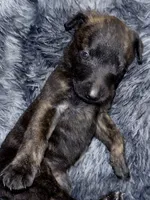 Raven, a female Dutch Shepherd for sale in Tampa, FL – 3 of 3