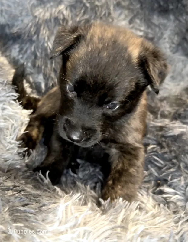 Cairo, a male Dutch Shepherd for sale in Tampa, FL – 1 of 5