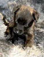 Cairo, a male Dutch Shepherd for sale in Tampa, FL – 1 of 5