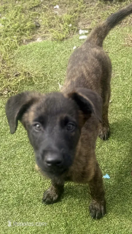 Kira – Dutch Shepherd puppy for sale in Tampa, FL