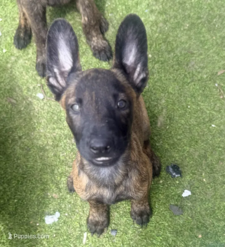 Titan – Dutch Shepherd puppy for sale in Tampa, FL