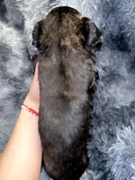 Ghost, a male Dutch Shepherd for sale in Tampa, FL – 3 of 3