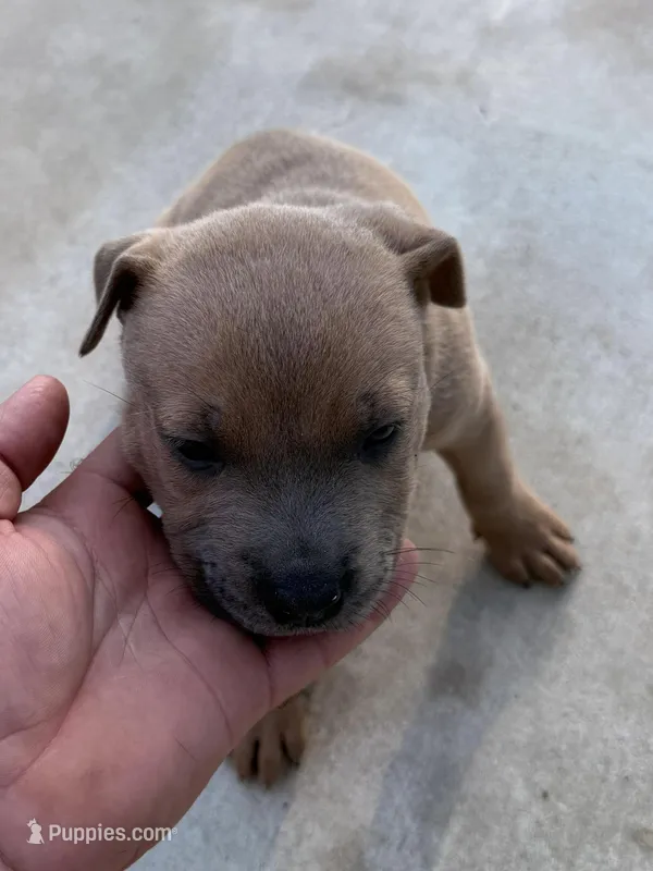 Nova – American Staffordshire Terrier puppy for sale in Tampa, FL
