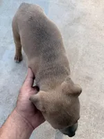 Nova, a female American Staffordshire Terrier for sale in Tampa, FL – Photo 2 of 2