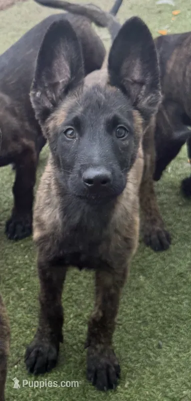 Kira – Dutch Shepherd puppy for sale in Tampa, FL