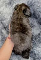Ranger, a male Dutch Shepherd for sale in Tampa, FL – 5 of 5