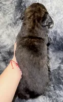 Judge, a male Dutch Shepherd for sale in Tampa, FL – 4 of 4