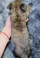 Titan, a male Dutch Shepherd for sale in Tampa, FL – 2 of 3