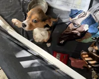 Half Pint, a female Beagle for sale in Paisley, FL – Photo 2 of 3