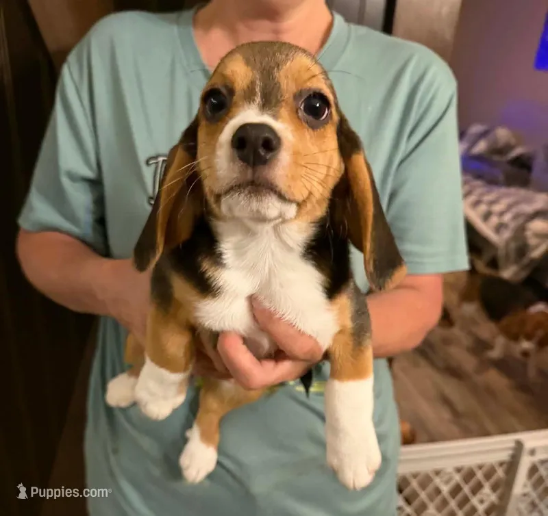 Half Pint – Beagle puppy for sale in Paisley, FL